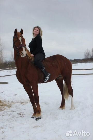 Жеребец орловский рысак