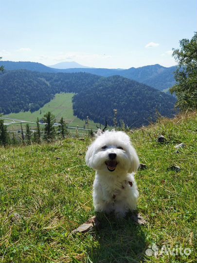 Вязка мальтезе