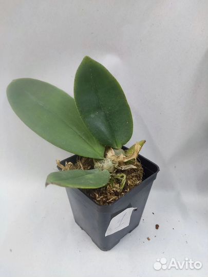 Орхидея. Психопсис.Psychopsis Mariposa