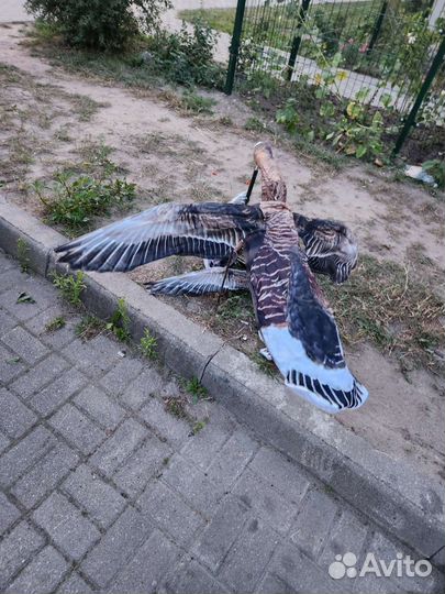 Махокрыл Гусь (охота на гуся)