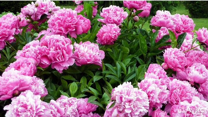 Пион розовый, бордовый, ярко розовый, белый