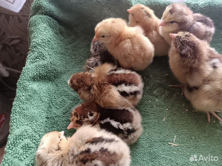 Цыплята несушки
