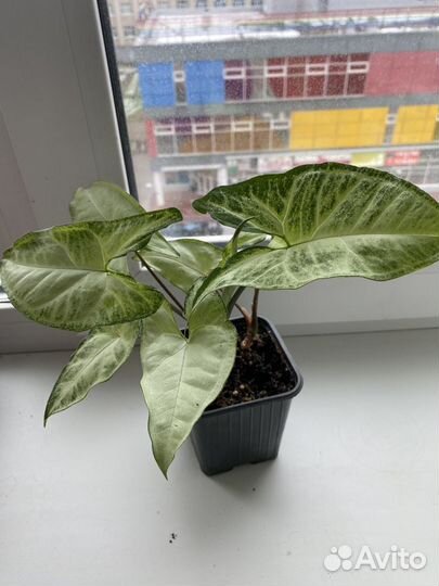 Комнатные растения