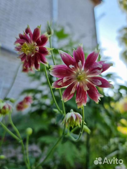 Многолетники, почвопокрывные, саженцы