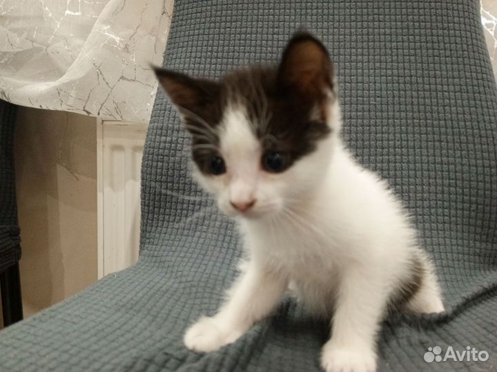 Отдам в добрые руки