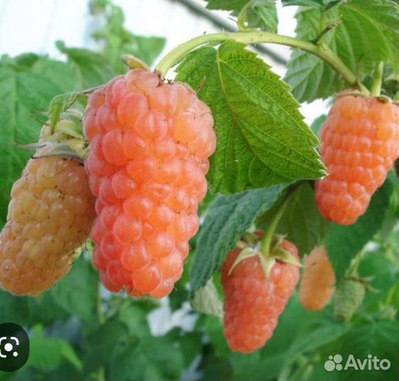 Ремонтантная малина