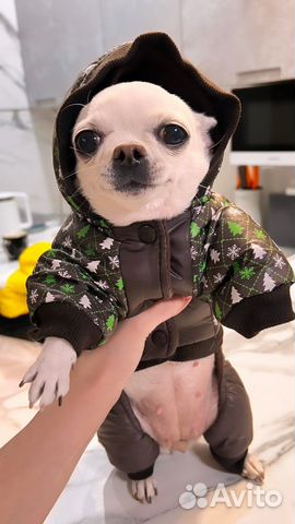 Зимний комбинезон на маленькую собаку (S)