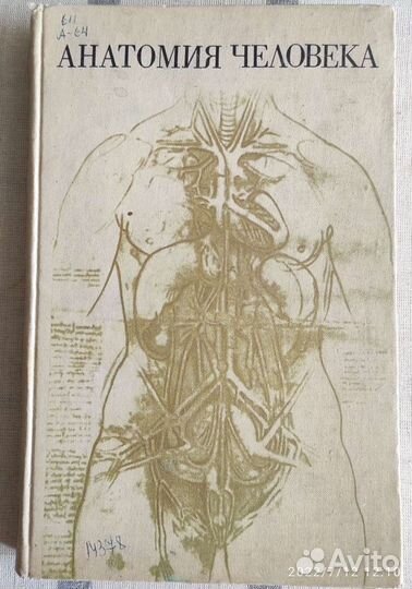 Анатомия человека
