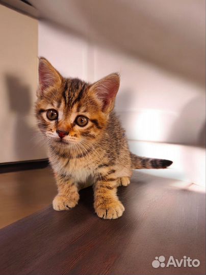 Кошка в добрые руки