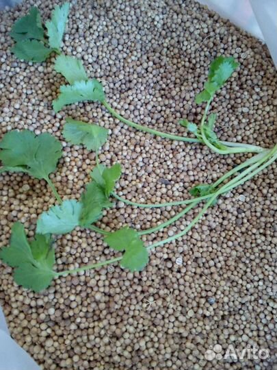 Семена кориандра (кинза)