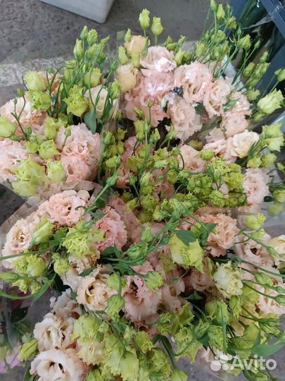 Эустома (Лизиантус) оптом