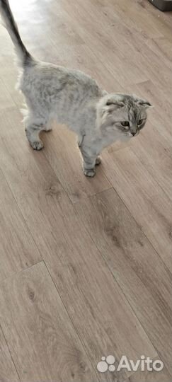 Кошка 3,5 лет