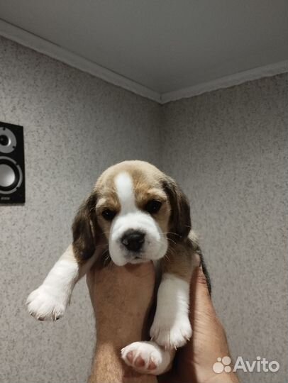 Щенки бигль