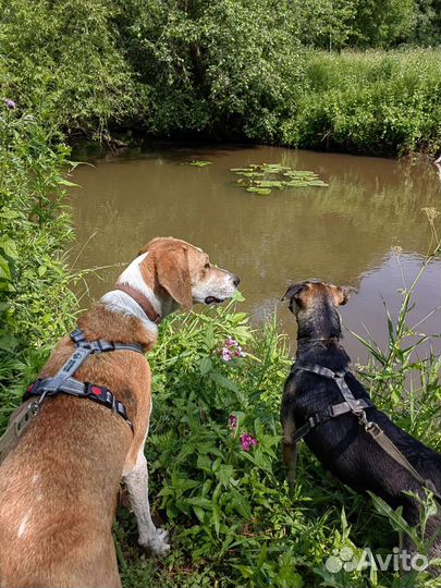 Передержка для собак