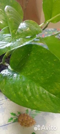 Сциндапсус вариегатный