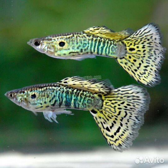 Аквариумные рыбки гуппи