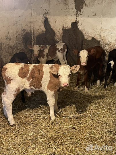 Бычки и телки породистые