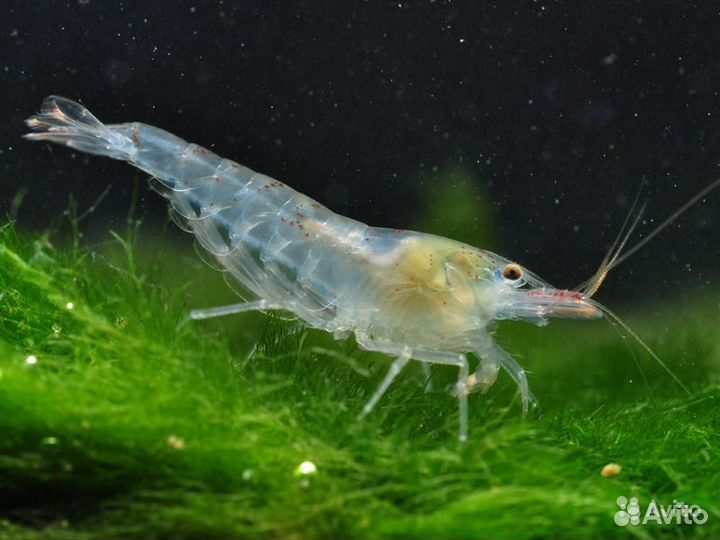 Креветка вишня серая