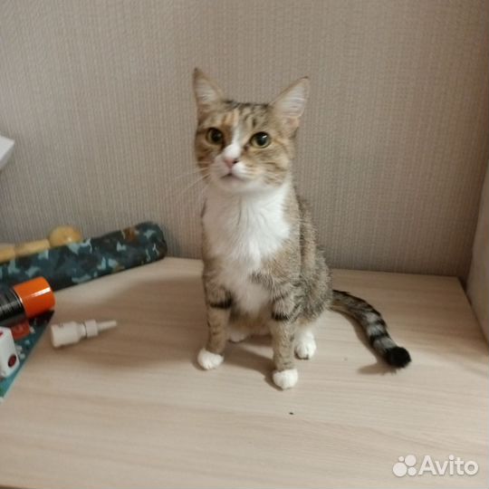 Кошка в дар бесплатно
