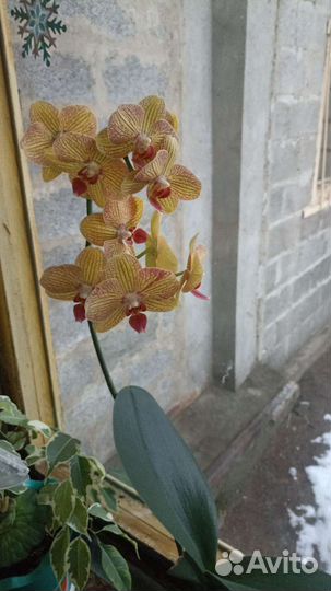 Орхидея фаленопсис детка