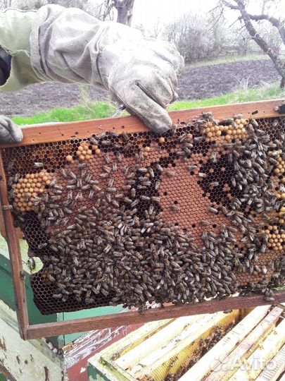 Продаю пчел на высадку