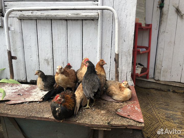 Семья декоративных кур бентамок