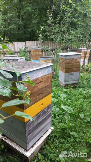 Продам пчелосемьи