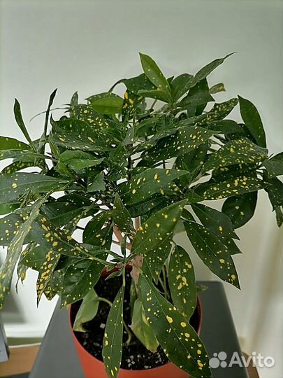 Кодиеум (кротон)