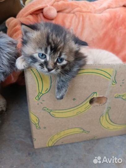 Котята в добрые руки