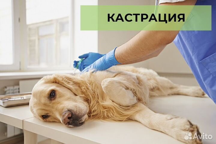 Врач - ветеринар частной практики. Выезд на дом