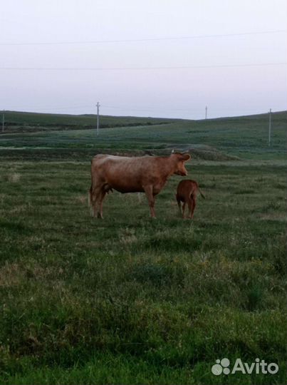 Корова с теленком