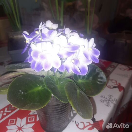 Комнатные цветы