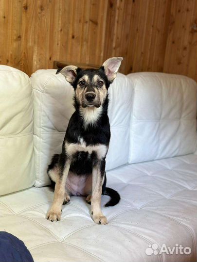 Щенок 10 месяцев