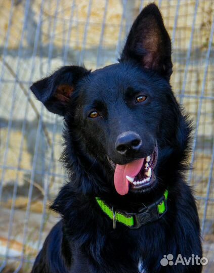 Собака в добрые руки щенок