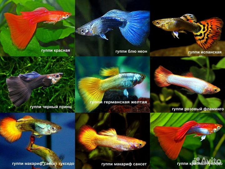 Рыбы гуппи