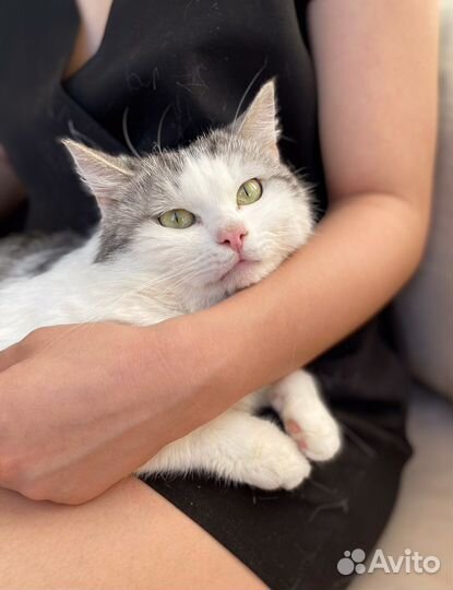 Кот молодой в добрые руки