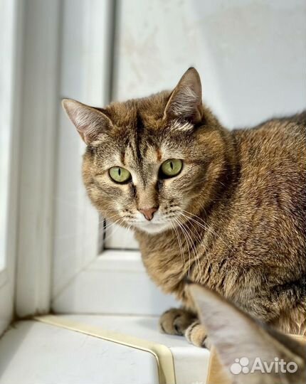 Плюшевая кошка Сильва в дар, в добрые руки