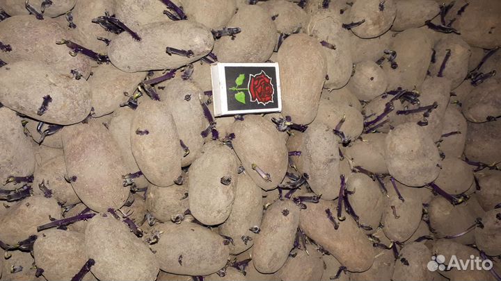 Картофель семенной