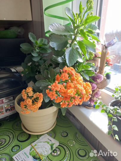 Каланхоэ отростки укоренённые