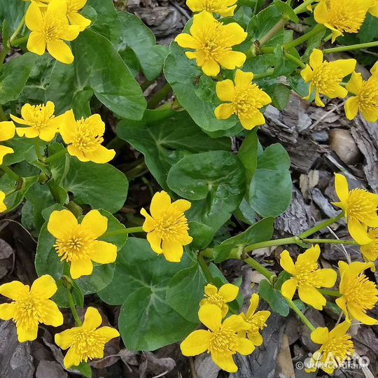 Многолетние растения для сада