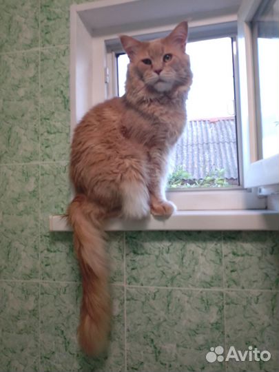 Котята мейн-кун