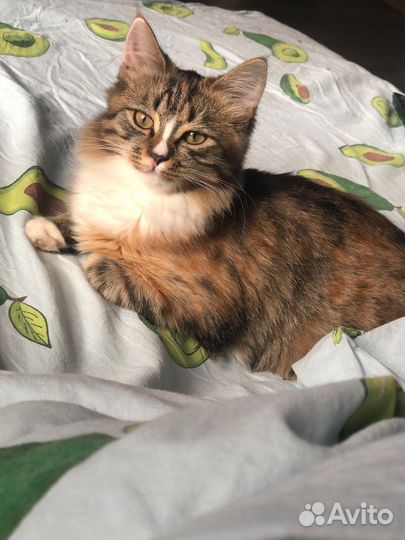 Кошки в добрые руки