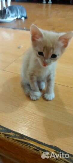 Кошка в дар бесплатно