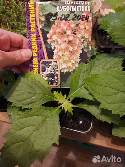 Саженцы дуболистной гортензии