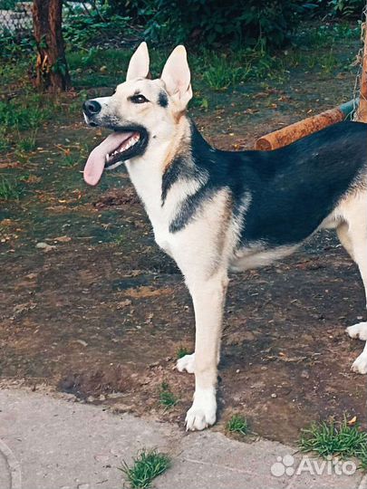 Восточноевропейская овчарка