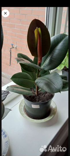 Фикус Чёрный Принц