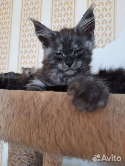 Кот на вязку