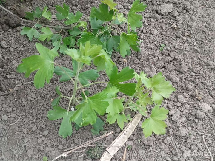 Тигровая лилия