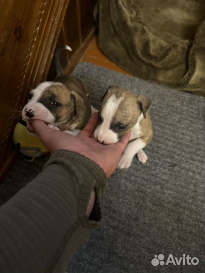 Щенки амстаффа