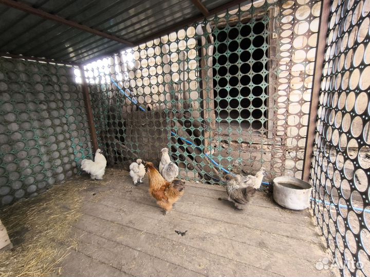 Китайские шелковые куры